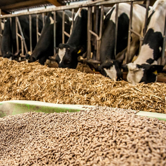 Animal Feed